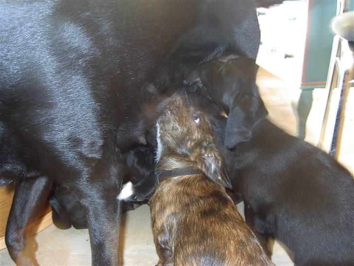 Blanding af racer Dalton billede 18