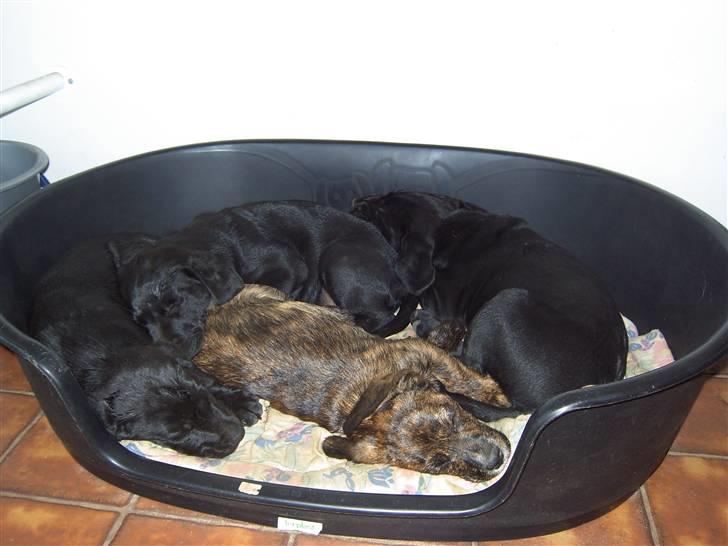 Blanding af racer Dalton billede 19