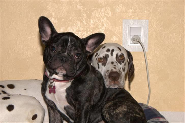 Boston terrier Bertha - Vores Dalmantiner Mathilde og vores meget meget savnet FB Fiona(R.I.P):-( billede 6