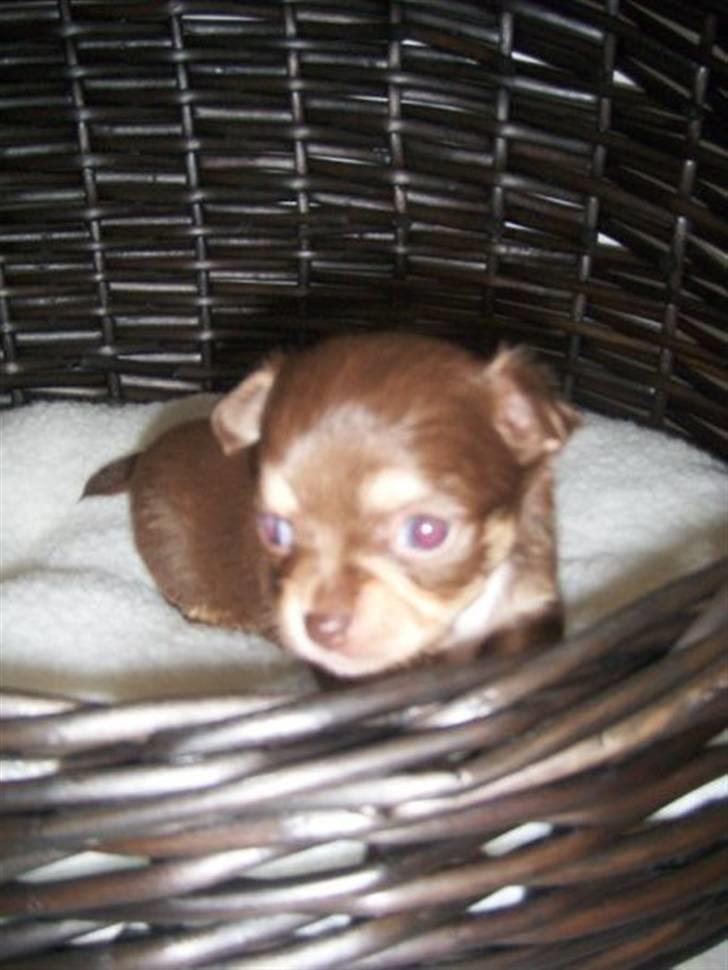 Chihuahua High Fly Cherie Mon Ami billede 12