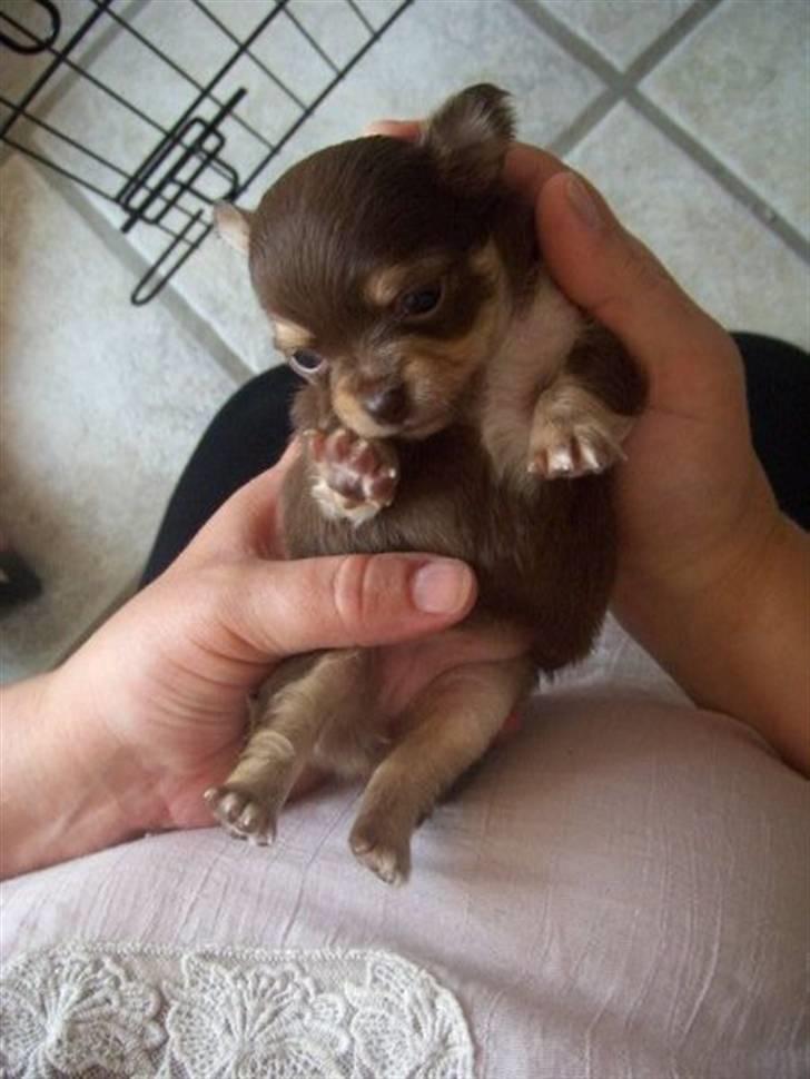 Chihuahua High Fly Cherie Mon Ami billede 13