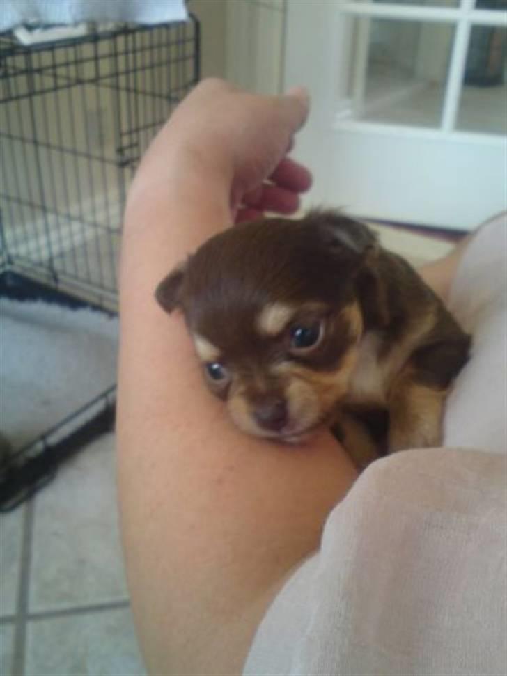 Chihuahua High Fly Cherie Mon Ami billede 14