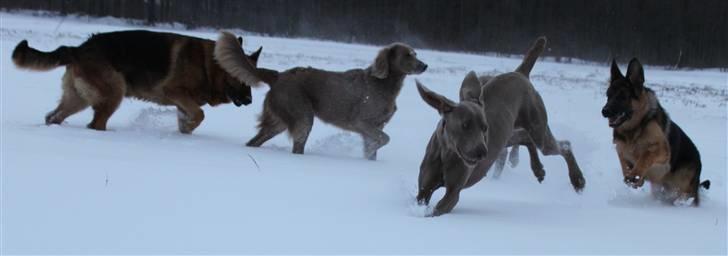 Schæferhund Pascali´s Macon billede 11