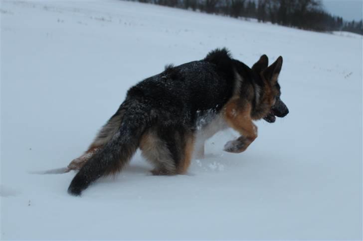 Schæferhund Pascali´s Macon billede 12
