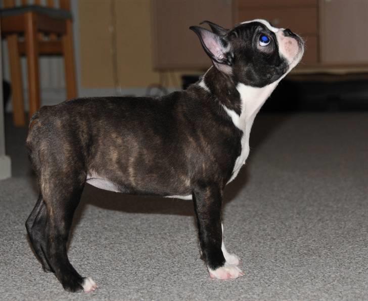 Boston terrier Bertha billede 7