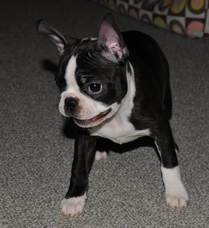 Boston terrier Bertha - 12 uger gavtyv. billede 8