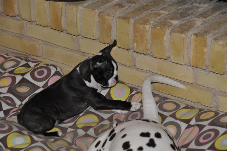 Boston terrier Bertha - Den ser da spændene ud. billede 10