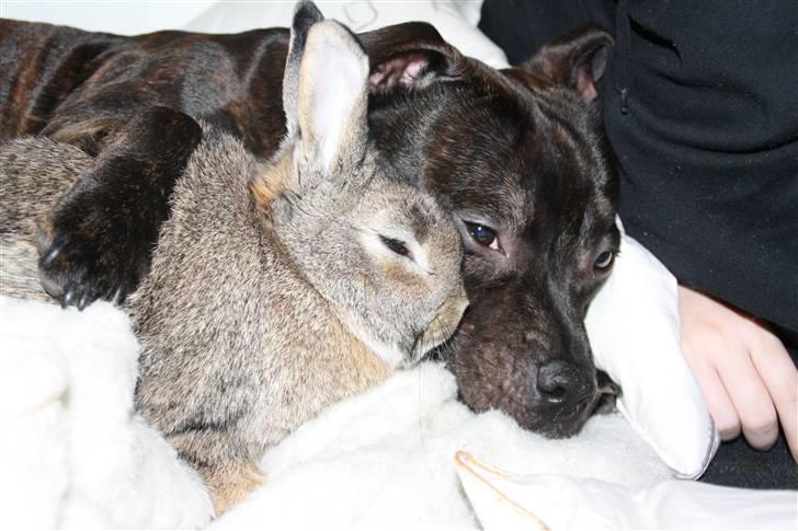 Staffordshire bull terrier Allways number one(Mico) billede 11