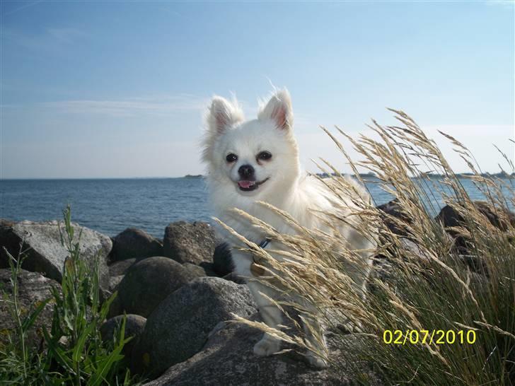 Blanding af racer pomeranian chihuahuaSnowi - En tur på molen ved Åresund billede 1