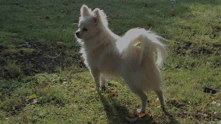 Blanding af racer pomeranian chihuahuaSnowi - Opmærksom og på vagt! billede 3