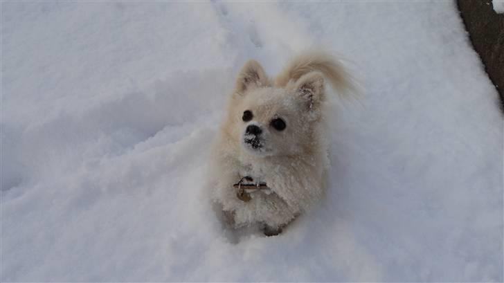 Blanding af racer pomeranian chihuahuaSnowi - Efter at søgt i sneen. billede 4