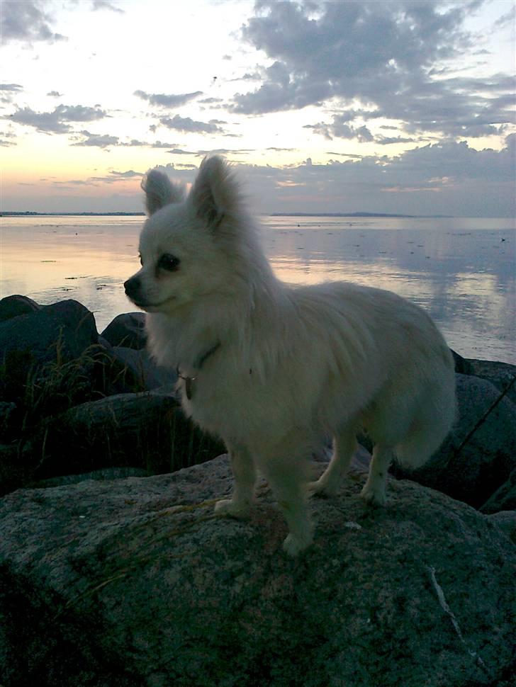 Blanding af racer pomeranian chihuahuaSnowi - Også en tur på molen ved Åresund. billede 6