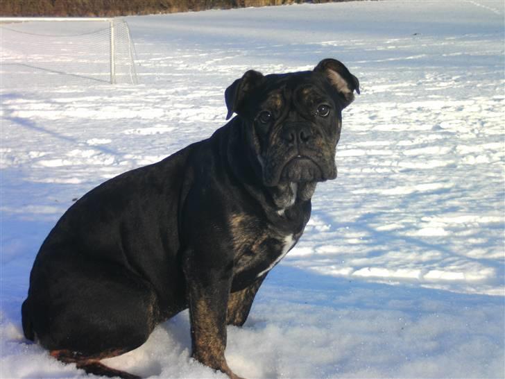 Olde english bulldogge coco  - 1-1-2011 billede 4