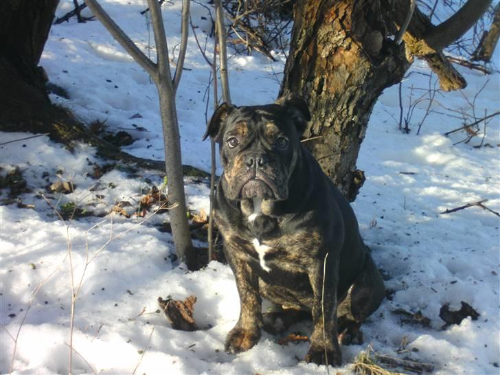 Olde english bulldogge coco  - 1-1-2011 er jeg ik kær.. billede 5