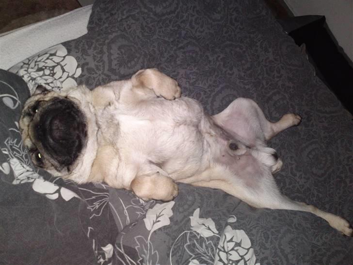 Mops Olsen billede 14