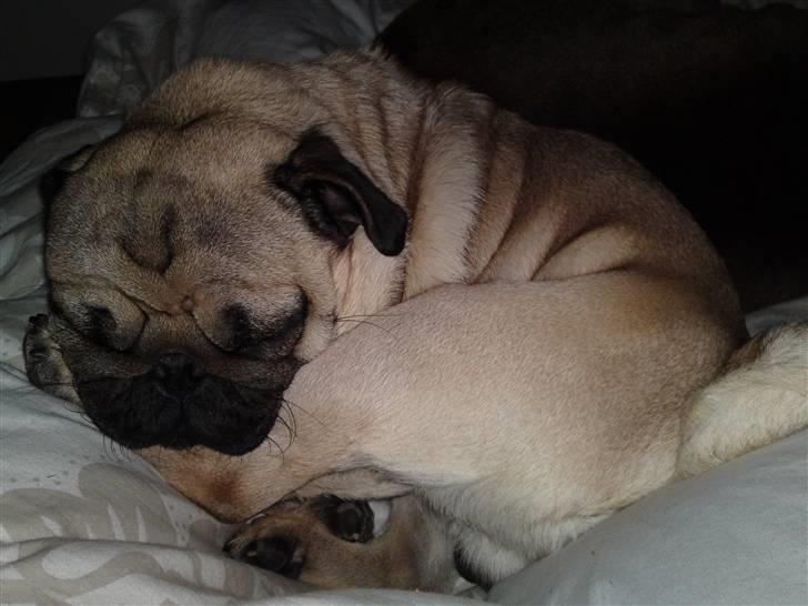 Mops Olsen billede 15