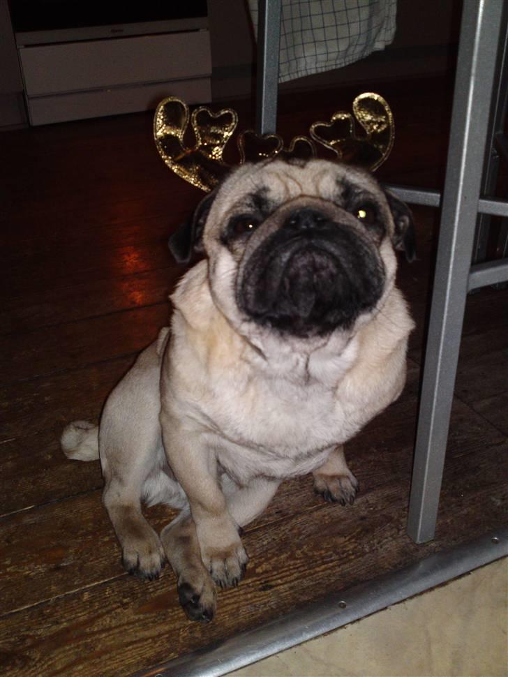 Mops Olsen billede 16