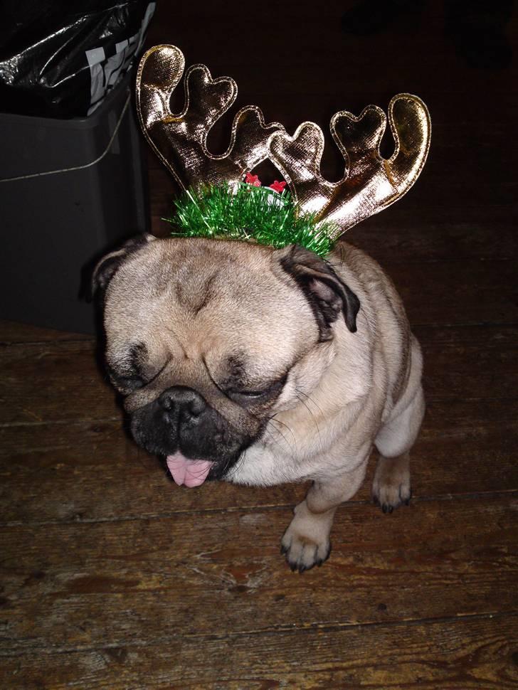 Mops Olsen billede 17