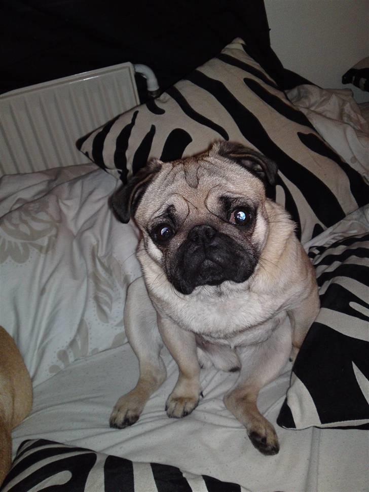 Mops Olsen billede 18