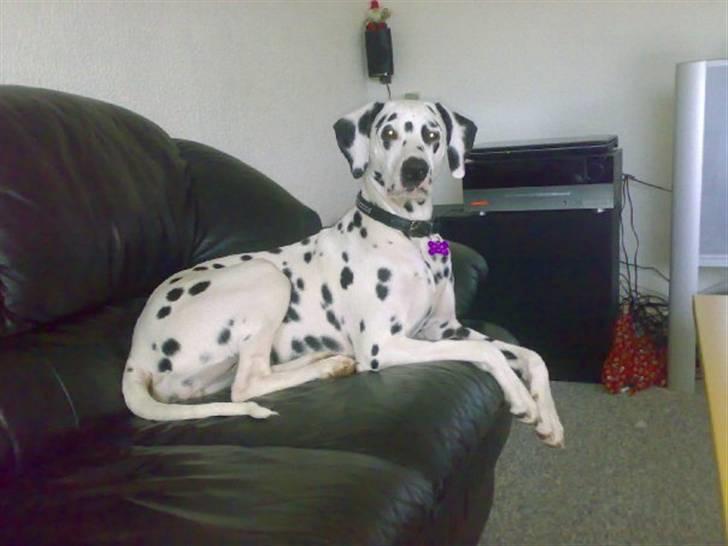 Dalmatiner Meizy - ca et år gammel billede 2