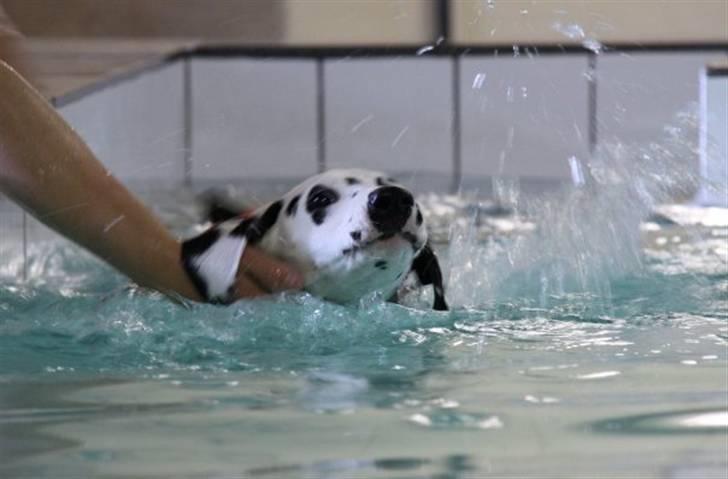 Dalmatiner Meizy - Meizy 4 mdr. og første gang i svømmehal :) billede 7