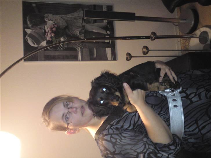 Gravhund Lady Himmelhund  billede 8