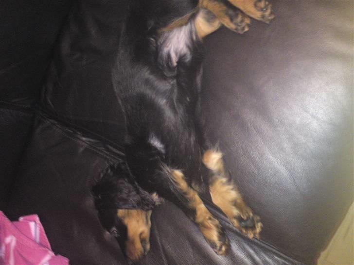 Gravhund Lady Himmelhund  billede 9