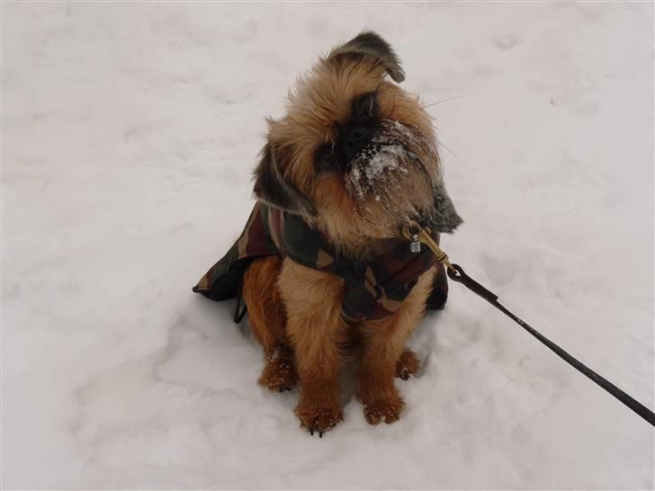 Griffon bruxellois Caprio billede 5