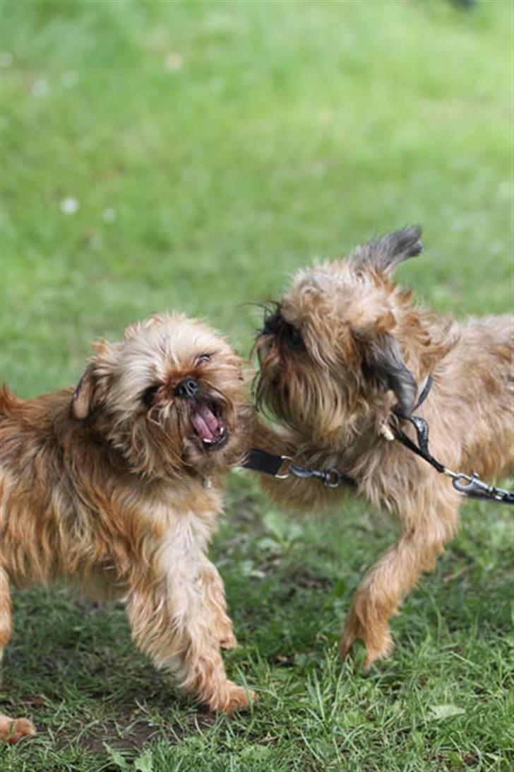 Griffon bruxellois Caprio billede 6