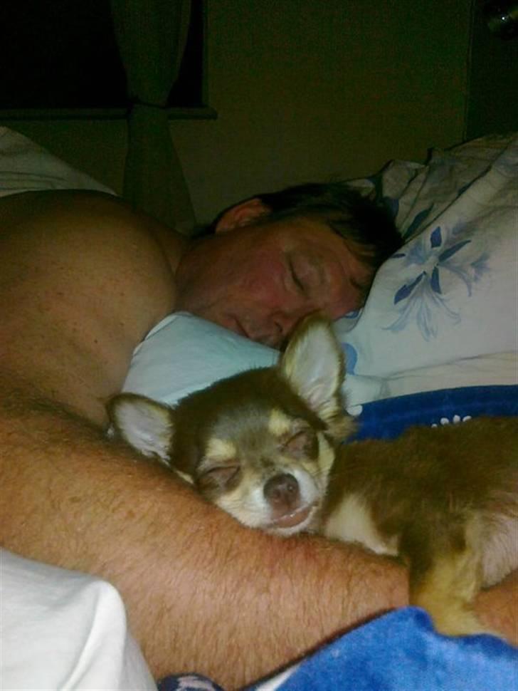 Chihuahua High Fly Cherie Mon Ami billede 15