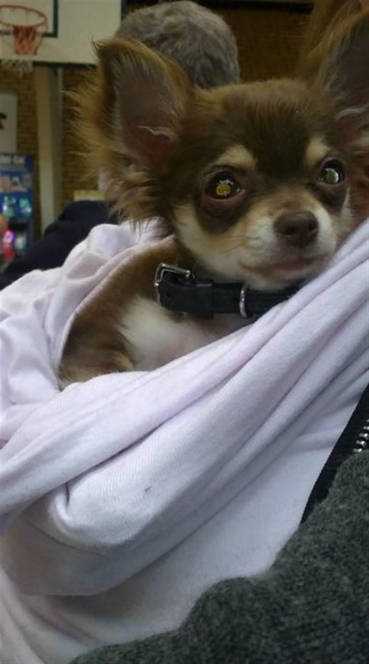 Chihuahua High Fly Cherie Mon Ami billede 16