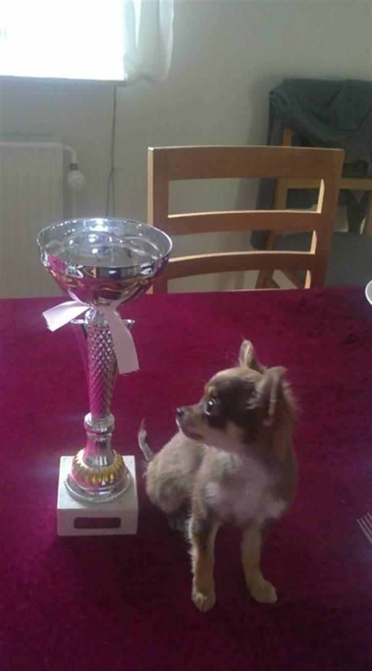 Chihuahua High Fly Cherie Mon Ami billede 17