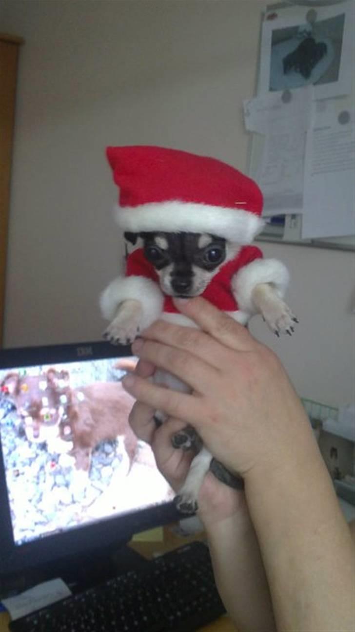 Chihuahua High Fly Luske billede 12