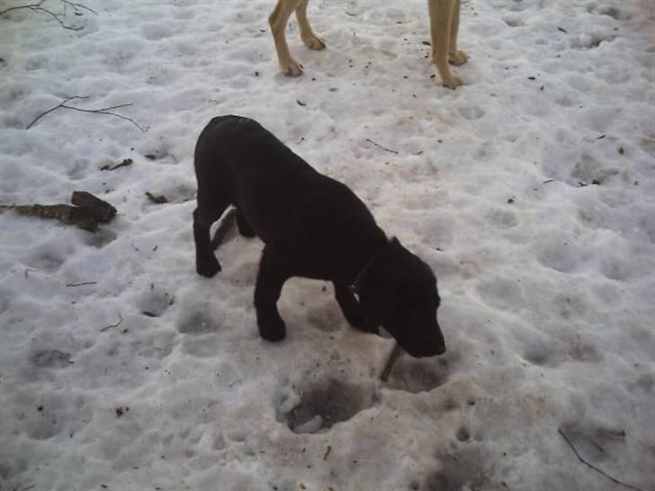 Labrador retriever Kia TimberRoad a Doghouse billede 8