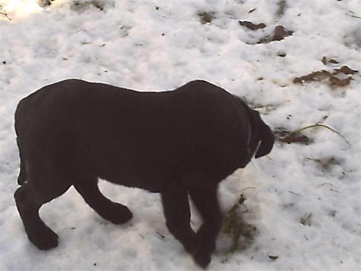 Labrador retriever Kia TimberRoad a Doghouse billede 9