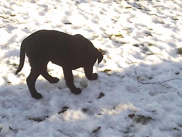 Labrador retriever Kia TimberRoad a Doghouse billede 10