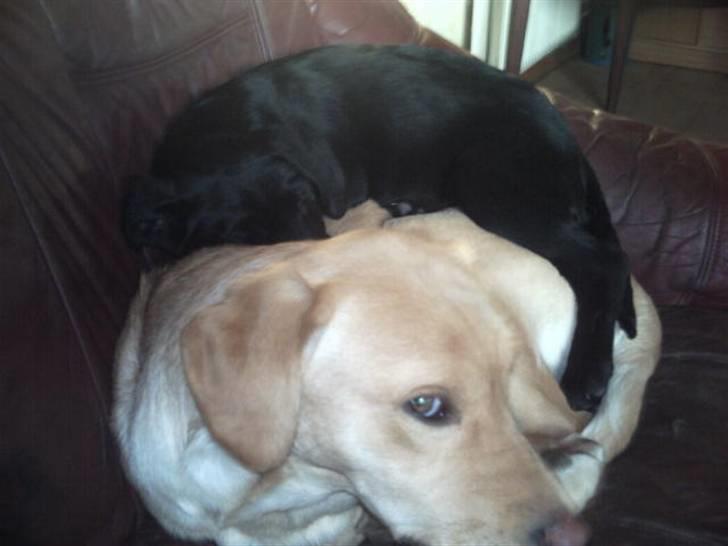 Labrador retriever Kia TimberRoad a Doghouse billede 11