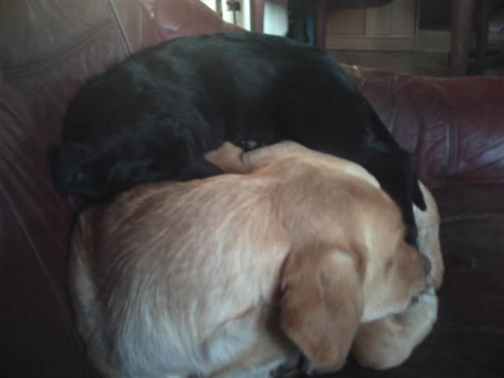 Labrador retriever Kia TimberRoad a Doghouse billede 12