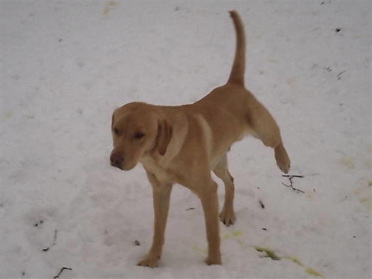Labrador retriever muffi / spoti wallstreet - Se Mor jeg tør stå på 3 ben nu. billede 14