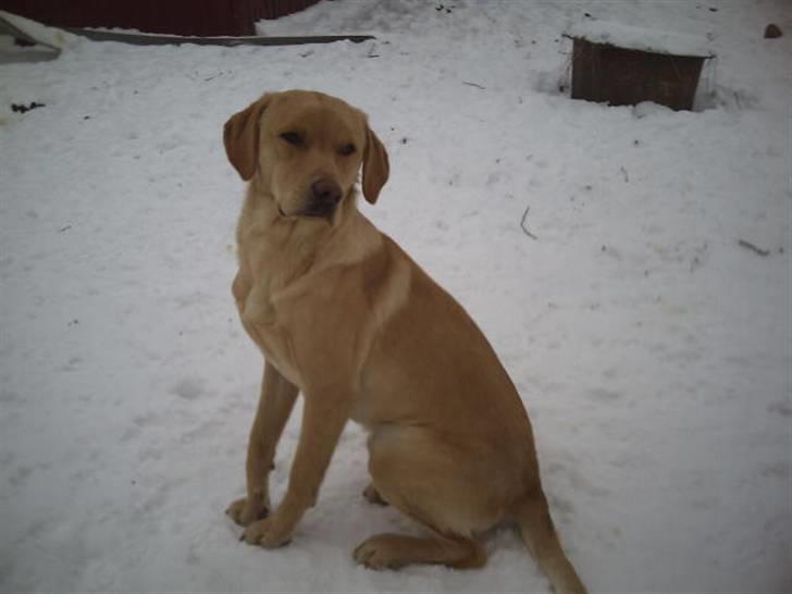 Labrador retriever muffi / spoti wallstreet - Var det ikke en fugl der sad der. billede 15