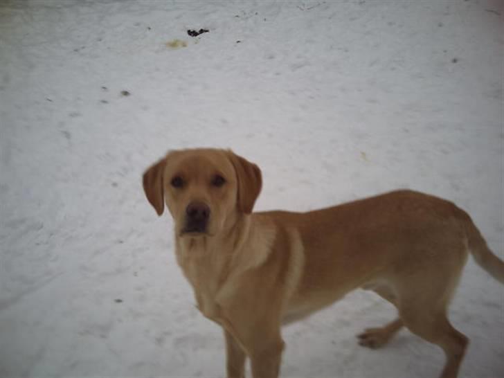 Labrador retriever muffi / spoti wallstreet - Hvad sker der lige der. billede 16