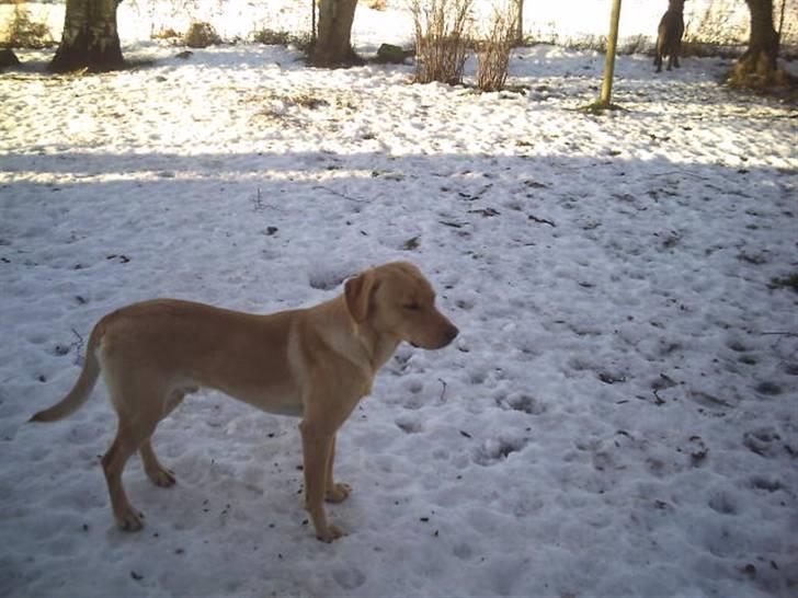 Labrador retriever muffi / spoti wallstreet - Stille der var noget , hørte du ikke det. billede 17
