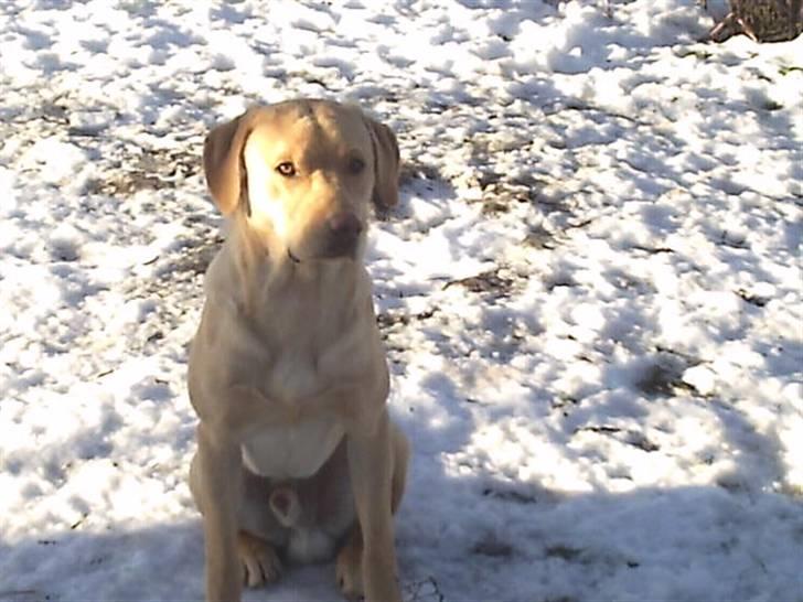 Labrador retriever muffi / spoti wallstreet - Hvis jeg nu sidder helt stille nu så lægger du nok det kamera væk . billede 18