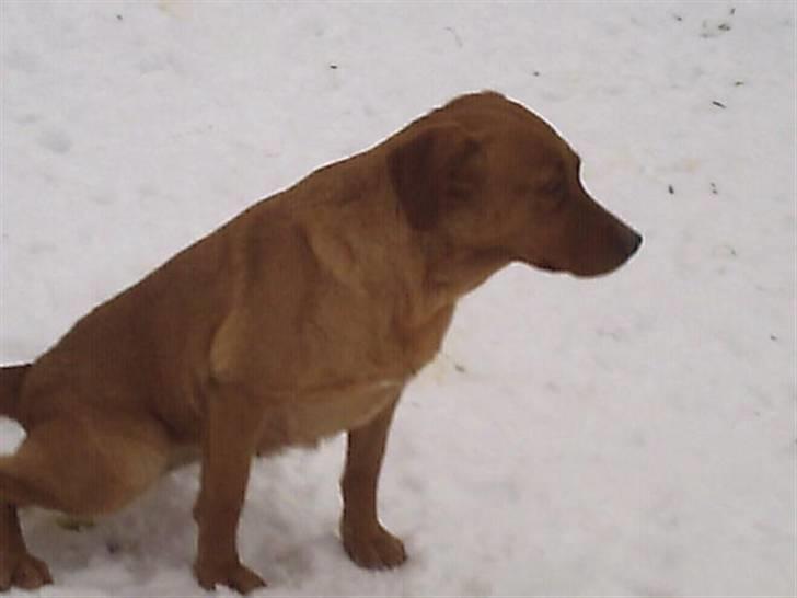 Labrador retriever amber - Det lettede men behøver du tage billede af det. billede 14