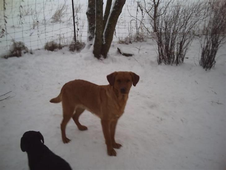 Labrador retriever amber - Jeg holder lige øje med den lille. billede 15