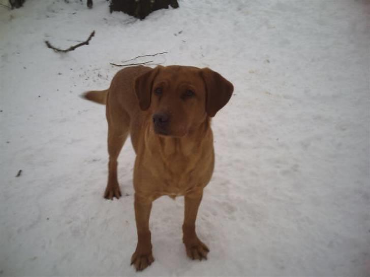 Labrador retriever amber - Skal jeg ind nu eller hvad. billede 16