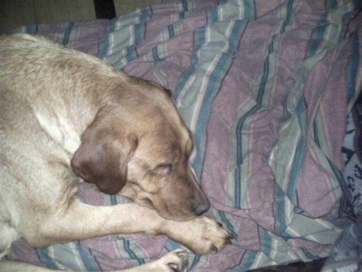 Labrador retriever amber - Endelig noget søvn . billede 17