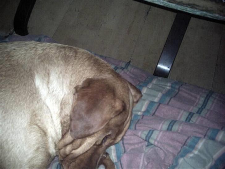 Labrador retriever amber - Jeg fryser om næsen . Det er koldt. billede 18