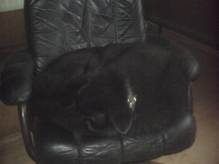 Blanding af racer lyster billede 6