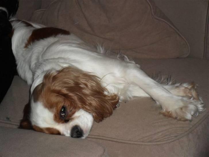 Cavalier king charles spaniel Jessica <3 Min Engel<3 billede 1